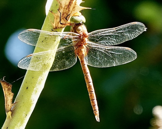 Norfolk hawker